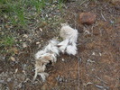 photo thumbnail #3