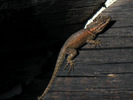 photo thumbnail #12