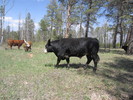photo thumbnail #9