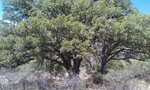 photo thumbnail #12