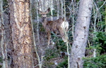 photo thumbnail #13