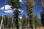 photo thumbnail #4