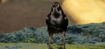 photo thumbnail #4