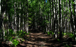photo thumbnail #4