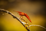 photo thumbnail #8