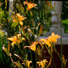 photo thumbnail #15