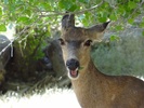 photo thumbnail #1