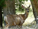 photo thumbnail #4