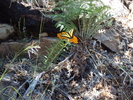 photo thumbnail #11