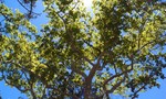 photo thumbnail #11