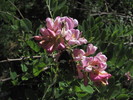 photo thumbnail #15