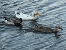 photo thumbnail #10