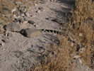 photo thumbnail #14