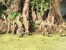 photo thumbnail #8