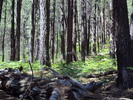 photo thumbnail #6