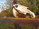 photo thumbnail #5