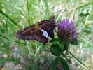 photo thumbnail #10