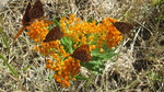 photo thumbnail #15