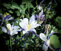 photo thumbnail #9