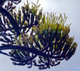 Featured Detail Photo