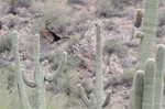 photo thumbnail #12