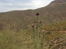 photo thumbnail #15