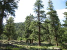 photo thumbnail #15