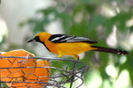 photo thumbnail #1