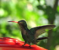 photo thumbnail #12