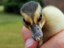 photo thumbnail #7