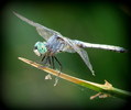 photo thumbnail #9