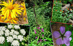 photo thumbnail #8