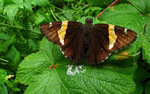 photo thumbnail #7