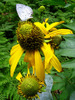 photo thumbnail #11