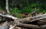 photo thumbnail #2