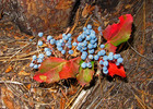 photo thumbnail #8
