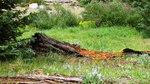 photo thumbnail #12