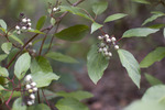 photo thumbnail #11