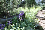 photo thumbnail #4