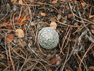 photo thumbnail #7