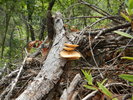 photo thumbnail #13