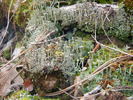 photo thumbnail #15