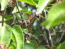 photo thumbnail #12