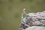 photo thumbnail #9