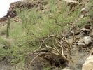 photo thumbnail #14