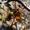photo thumbnail #2