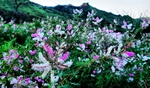 photo thumbnail #13