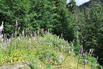 photo thumbnail #12