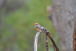 photo thumbnail #4