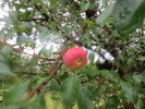 photo thumbnail #6